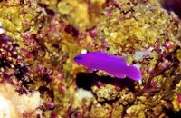 Dottybacks: Compact, Colorful, and Territorial Reef Aquarium Residents