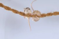 DIY Rat Enrichment: Safe Homemade Toys from Household Finds