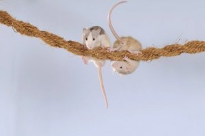 DIY Rat Enrichment: Safe Homemade Toys from Household Finds