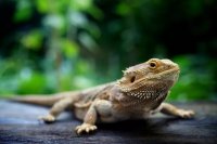 Bearded Dragon Cloacal Prolapse: Causes, Emergency Care, and Prevention
