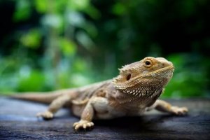 Bearded Dragon Cloacal Prolapse: Causes, Emergency Care, and Prevention