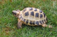 Steppe Tortoise Care: Essential Facts on Housing, Diet, and Health