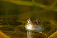 Build a Frog-Friendly Pond: A Guide for Native Amphibians