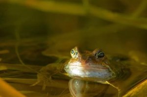 Build a Frog-Friendly Pond: A Guide for Native Amphibians