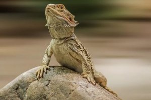 Choosing the Perfect Name for Your Bearded Dragon: A Guide