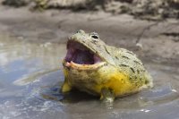 African Bullfrog Ownership: Essential Tank Setup, Feeding, and Health Guide