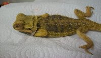 Atadenovirus in Bearded Dragons: A Vet's Guide to Symptoms and Care