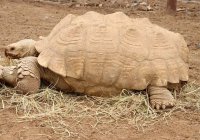 Sulcata Tortoise Care: What to Know Before You Commit