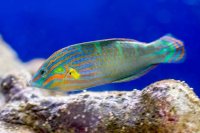 Hawaiian Wrasse Diversity: From Reef to Aquarium