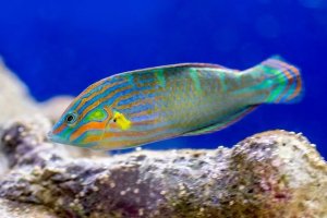 Hawaiian Wrasse Diversity: From Reef to Aquarium