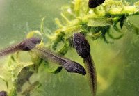 Tadpole Care Essentials: From Hatchling to Frog
