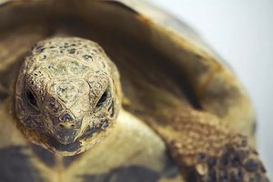 Greek Tortoise Ownership: What to Know Before You Commit