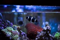 Marine Aquarium Fish Compatibility: Key Factors for a Peaceful Tank