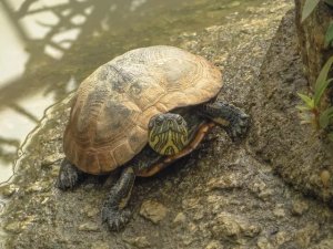 Why Turtles Get Sick: A Guide to Respiratory Infections in Chelonians