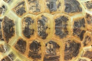 Turtle Shell Care: Spotting Disease and Damage Early