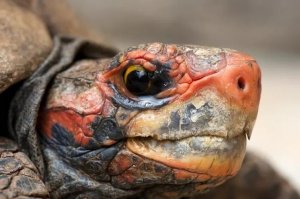 Cherry Head Tortoise Ownership: Habitat, Diet, and Health Essentials