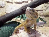 Bearded Dragon Lighting Setup: Heat, UVB, and Safety Tips
