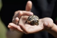 Hermann's Tortoise Ownership: Key Facts on Housing, Diet, and Health