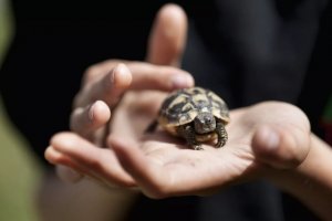 Hermann's Tortoise Ownership: Key Facts on Housing, Diet, and Health